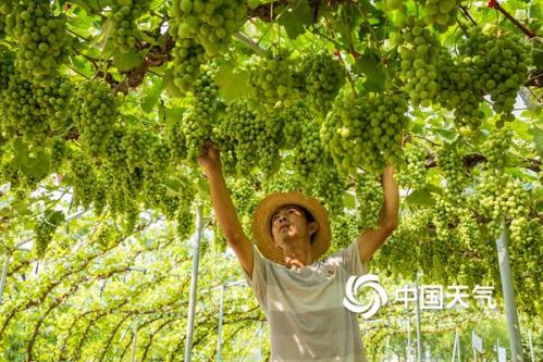 白露为霜 葡萄飘香——“中国天气”品牌赋能乡村振兴《白露节气全国吃葡萄地图》今日发布