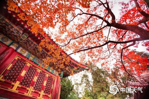 红叶季开启！2024全国赏红叶地图出炉 盘点十大推荐地独家秋色